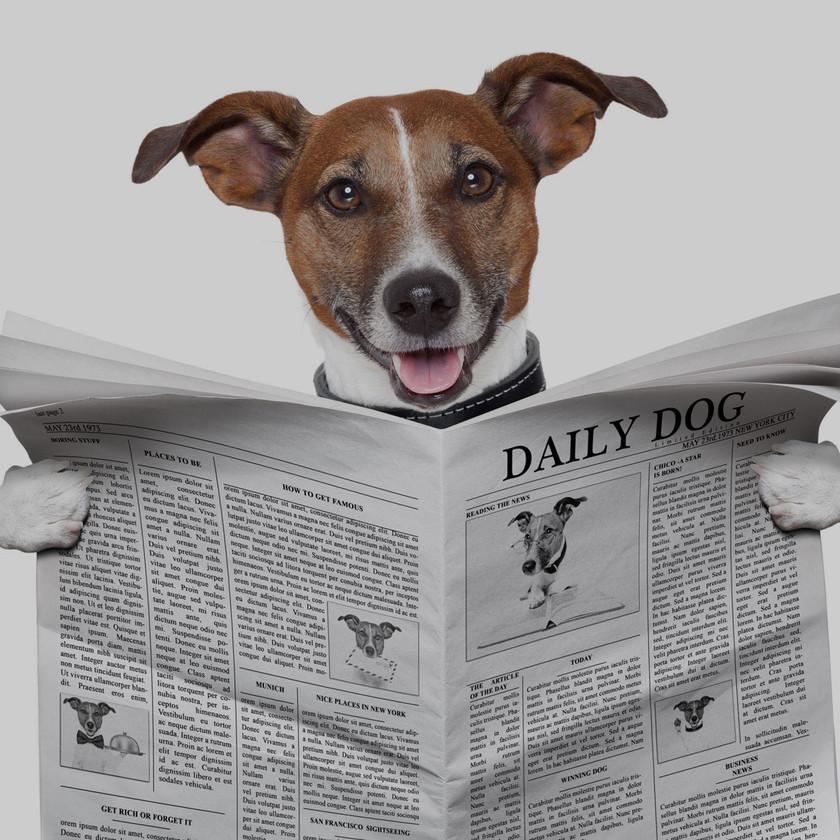 InterAktiv Vet are supplies of equipment to the veterinary practice, veterinary hospital, vets, veterinary, surgical tables, consult room tables, scales, pulse oximeters, stethoscopes, diagnostic instruments, surgical instruments, IV Pumps. Intravenous pu