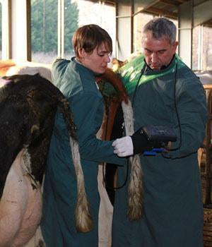 kaixin KX5200V veterinary ultrasound, production ultrasound, equine, bovine, canine, swine, feline, goat, Llama ultrasound scan, animal ultrasound, pregnancy testing