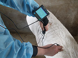 msu3 veterinary ultrasound, black & white veterinary ultrasound, animal pregnancy testing ultrasound, preproduction testing ultrasound, dog, cat, canine,, feline, swine, pig, cow, bovine, ovione, sheep, goat, alpaca, llama