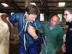 KAIXIN RKU10 PREGNANCY TEST ULTRASOUND, production ultrasound, equine, bovine, swine, back fat ultrasound